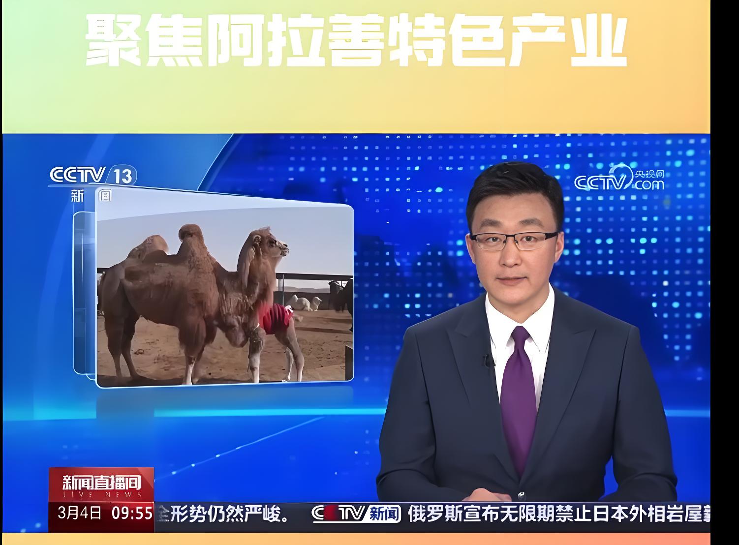 跟着央视了解阿拉善双峰驼